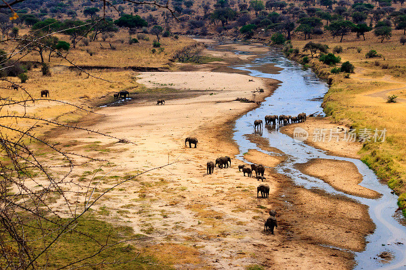 坦桑尼亚，塔兰吉雷国家公园，塔兰吉雷河上的非洲象群。从上面的观点