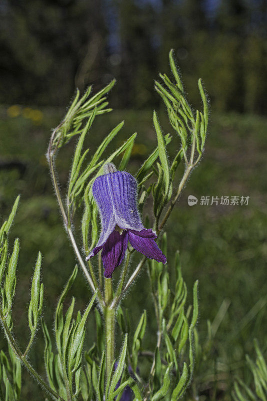 毛铁线莲是毛茛科开花植物，俗称毛铁线莲或花瓶花。它是一种多年生草本植物，原产于美国西部大部分地区。黄石国家公园，怀俄明州。