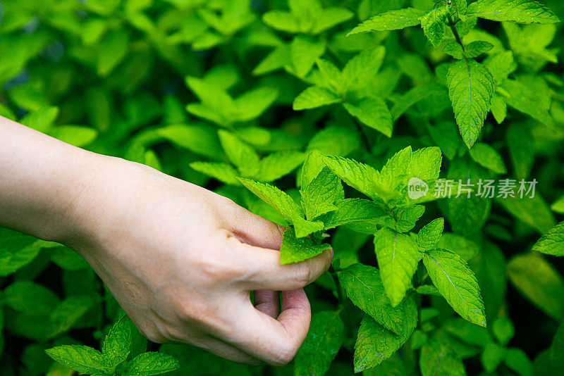 手工采摘新鲜薄荷叶