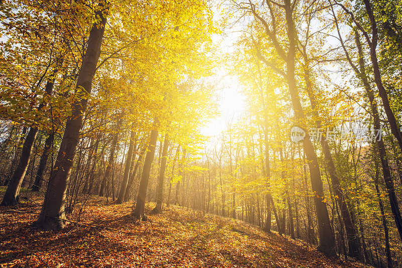 秋天森林里的黄金时光