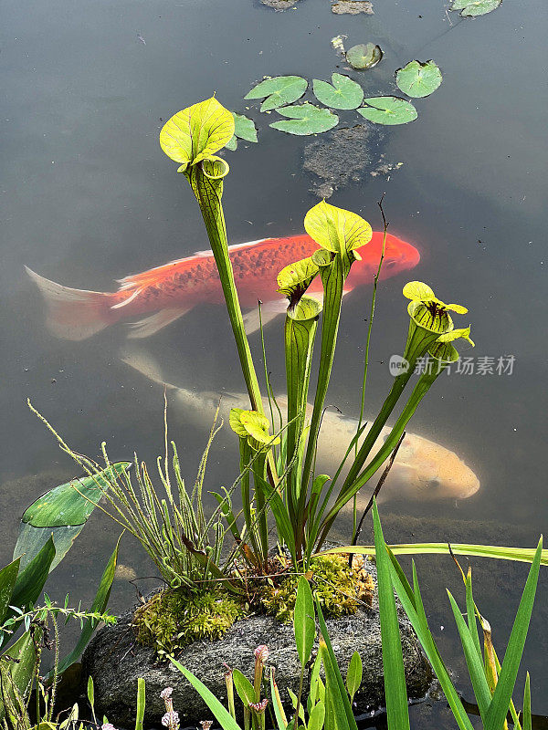 锦鲤在水上花园