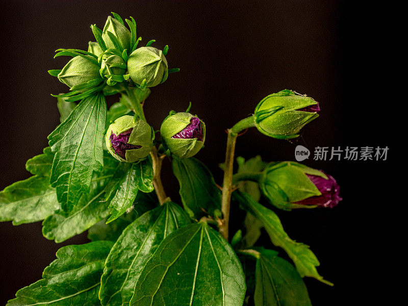 一张芙蓉花在黑色背景上绽放和生长的照片。百合花盛开，芙蓉花蕾绽放。