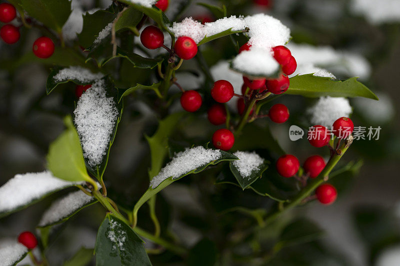 冬青浆果在冬天的雪