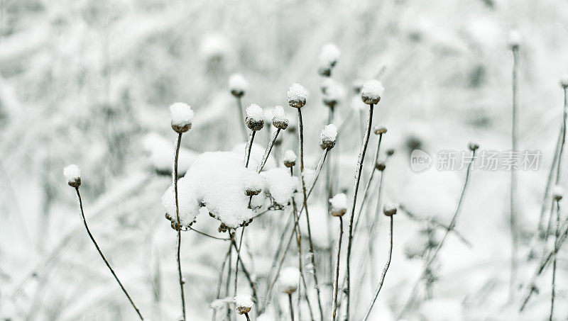 冬天的草被雪覆盖