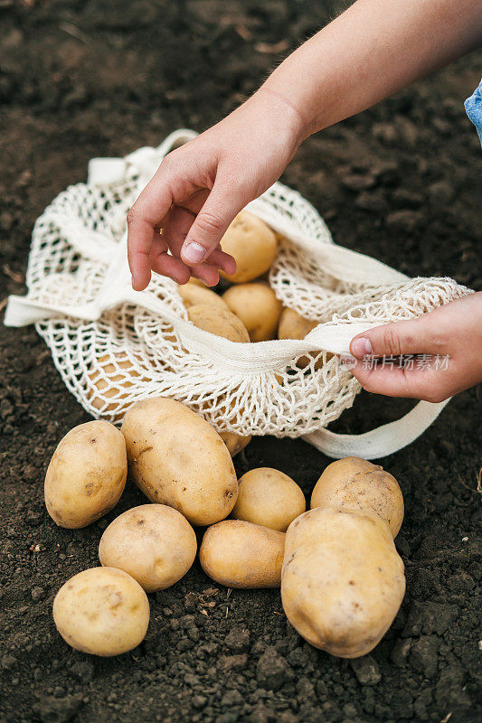 特写肖像的农民妇女的手收集挖土豆在网袋。种植，采集，分拣，用网袋包装