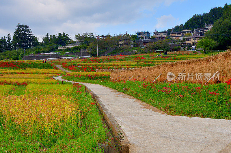 秋日的寺坂梯田，位于琦玉县秩父县