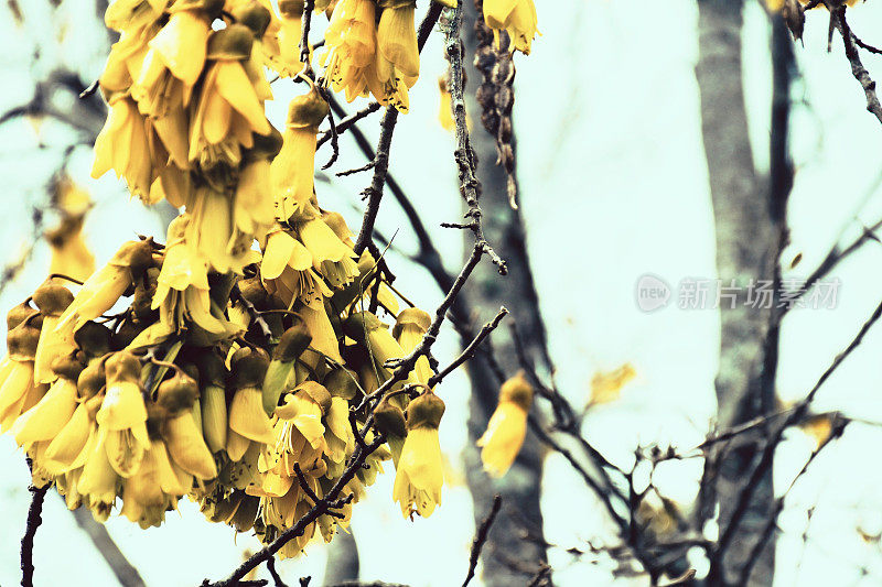 苦槐花(苦槐花属)