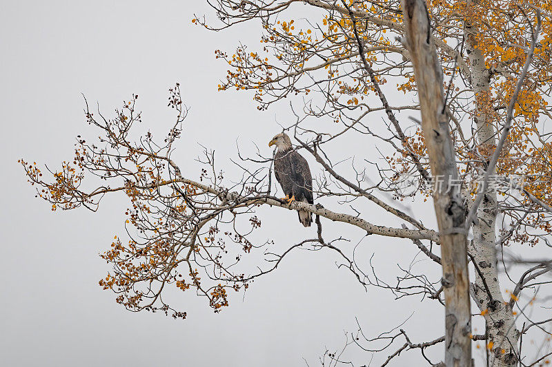 在蒙大拿州白硫泉附近的荒野中，秃鹰栖息在树顶