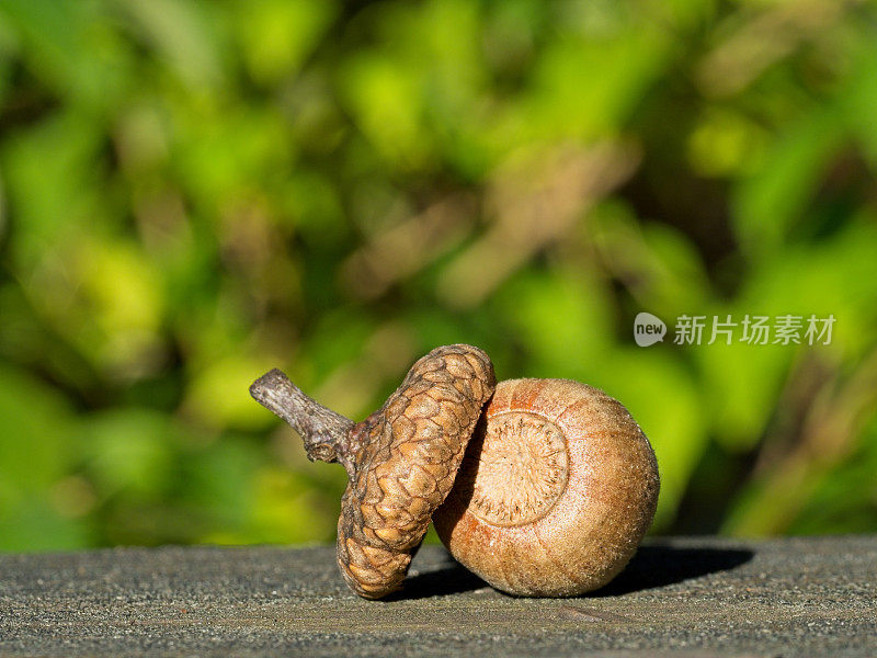 橡树橡子种子在栏杆与绿色植被背景