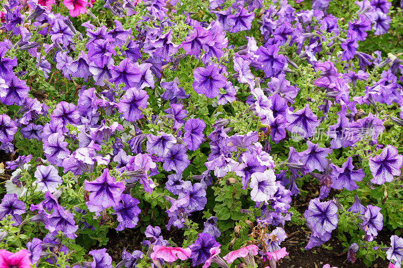 近距离观看彩色矮牵牛花。开紫色花的矮牵牛属植物。特写镜头佩妮鲜花。花园里的紫色矮牵牛花。