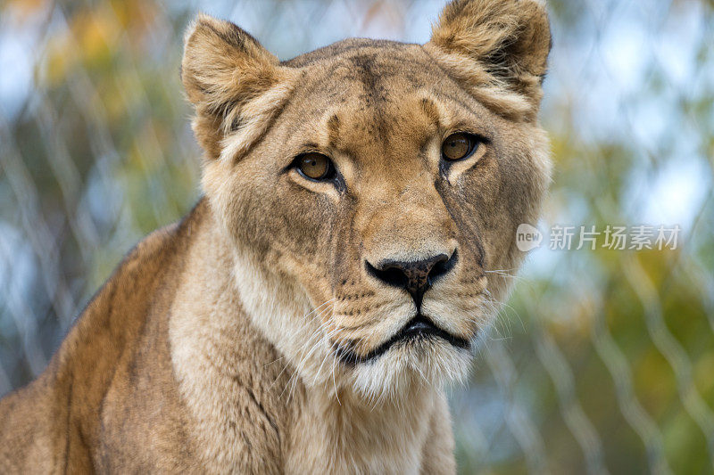 动物肖像特写雌狮雌狮斜侧面