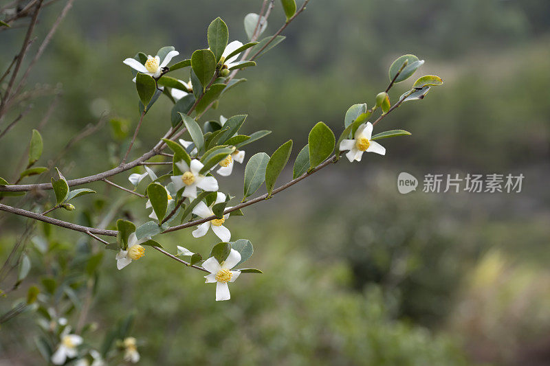 茶树花