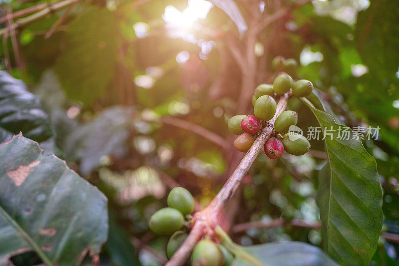 咖啡豆正盛开，等待收割。