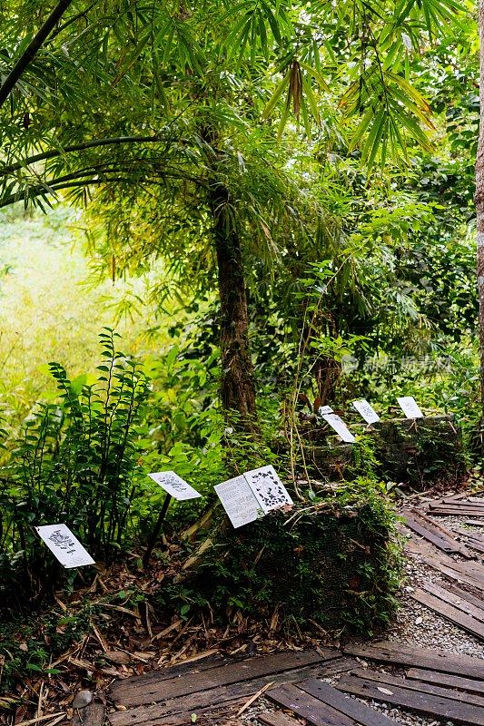 郁郁葱葱的绿色植物在热带丛林森林马来西亚槟城岛