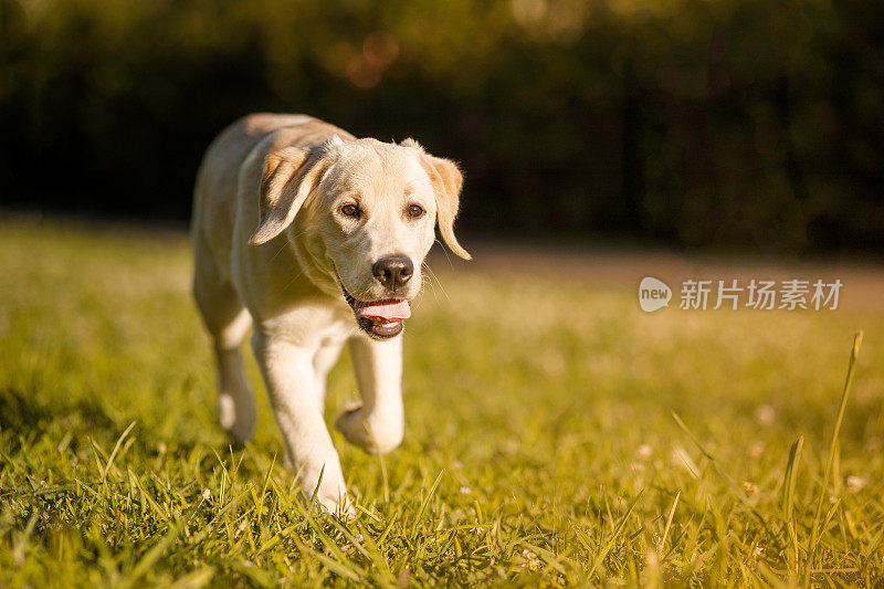 快乐的狗狗伸出舌头奔向镜头