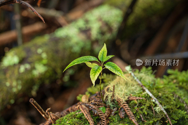 新生命，一株植物。