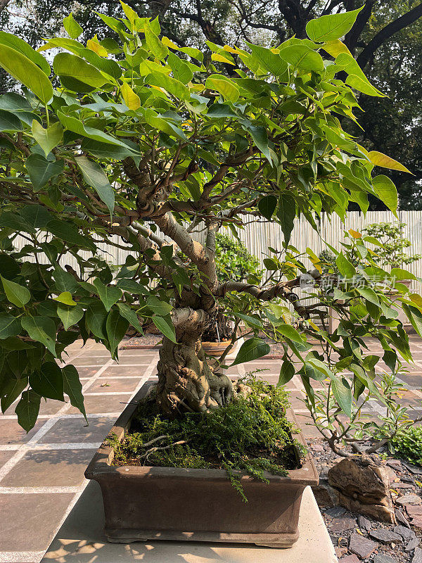 无花果(无花果)盆景树展示在混凝土基座上的庭院，该庭院已被改造成新德里公共洛迪花园的日本花园