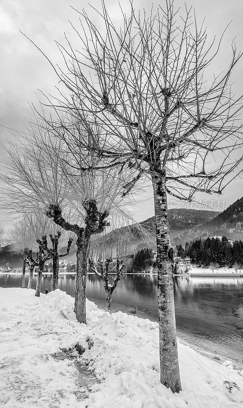 在一个大雪纷飞的冬日早晨，美丽的阿尔卑斯湖边的树木