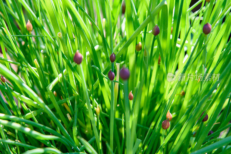 野外开花植物特写