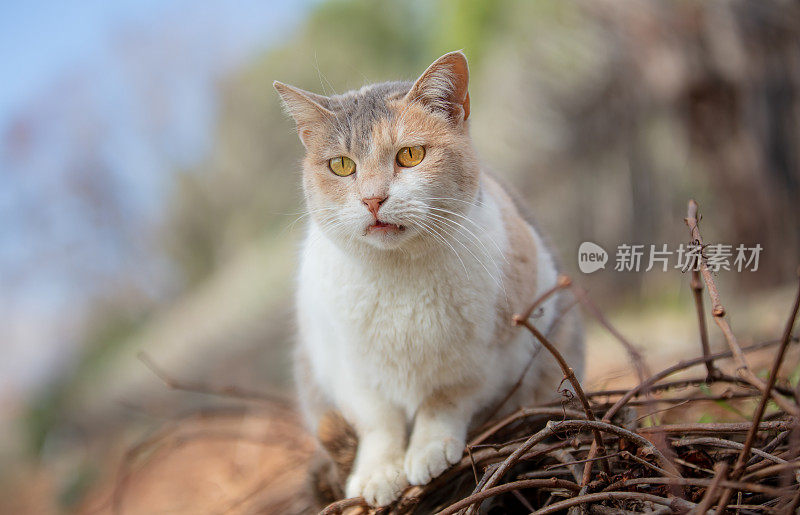 姜白色的流浪猫。