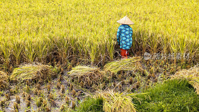 稻田收割农民在工作