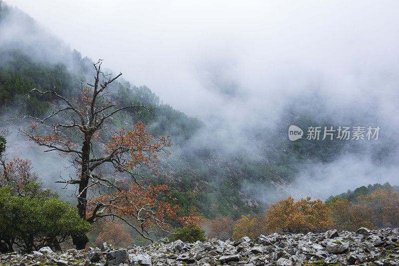 山间田园诗般的风景