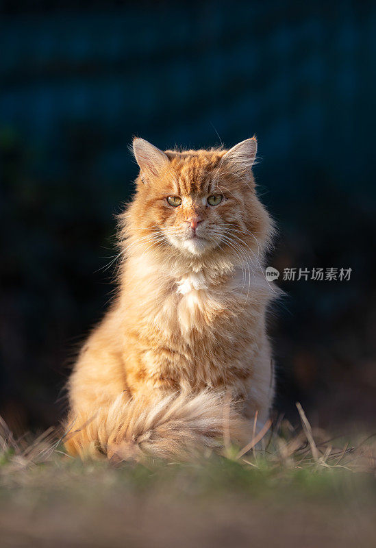 黄色流浪猫的肖像。