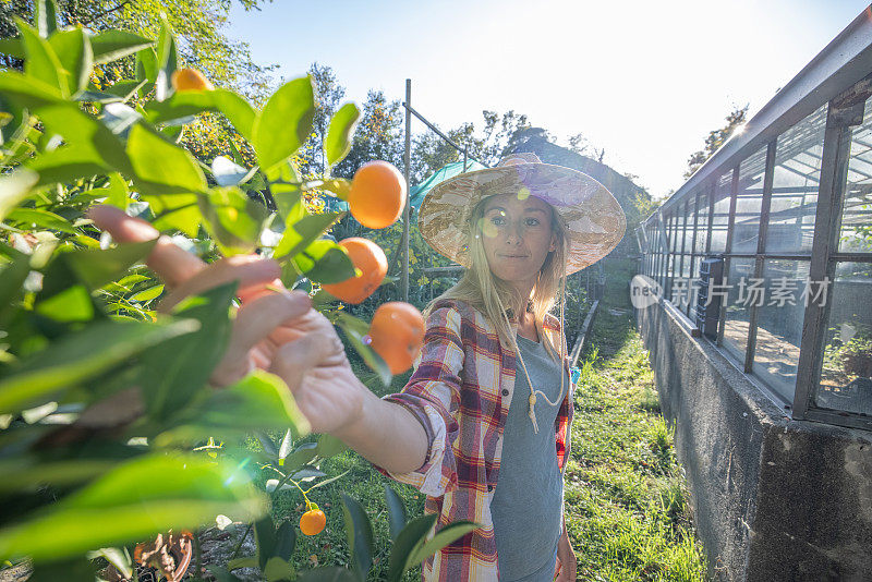 当地可持续农民采摘橙子，健康的生活方式