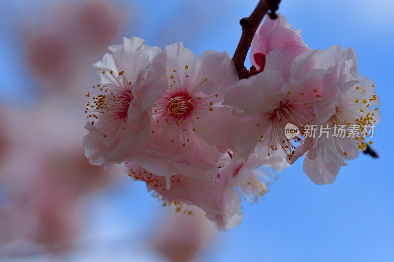 东京，日本公园里盛开的梅花