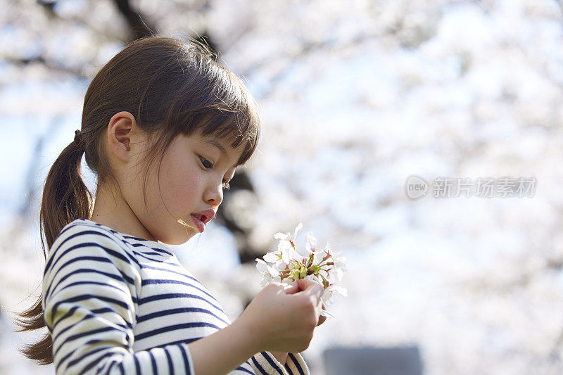 女孩凝视着樱花