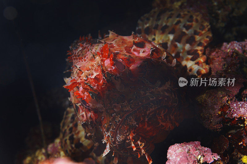 水下红蝎子鱼在深海捕鱼海洋生物地中海鲉鱼戴水肺潜水员的观点