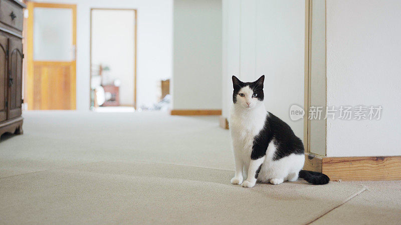 一只黑白猫坐在客厅的地板上