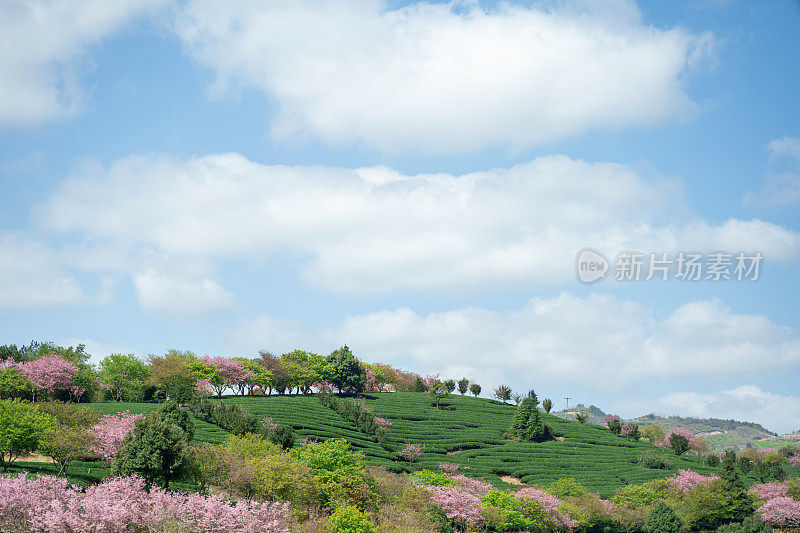 美丽的樱花有机茶园