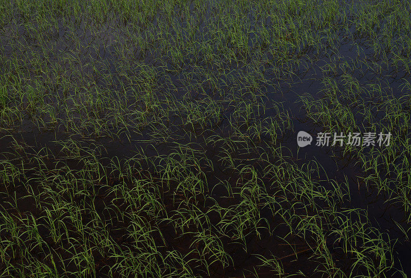 湄公河三角洲天江的年轻稻田