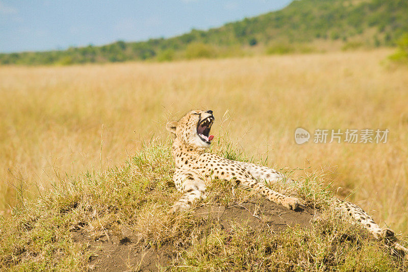 非洲猎豹在肯尼亚大草原上晒太阳