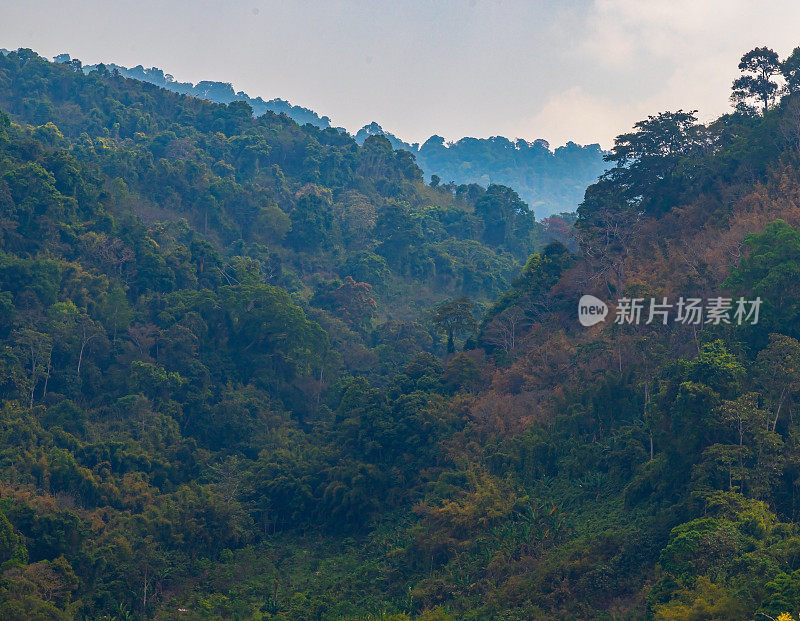 越南中部高地的热带森林，树木种类繁多