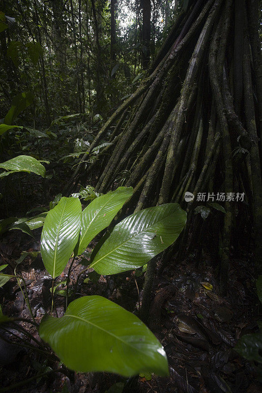 厄瓜多尔亚马逊河上游雨林中的树木