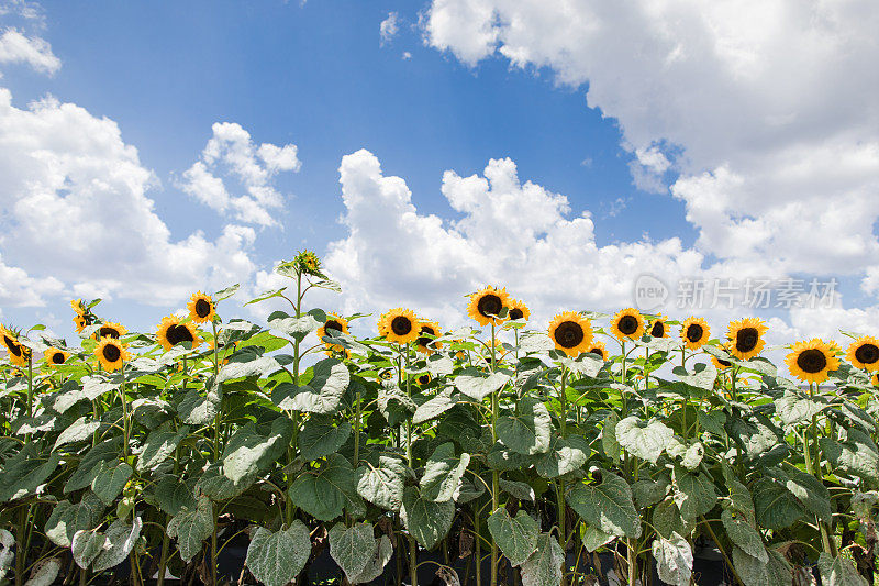 2023年春天的地球日，在阳光明媚的南佛罗里达阳光下，一片充满活力的大黄色向日葵，中午蓝天上布满了蓬松的白云，蜜蜂为花朵授粉