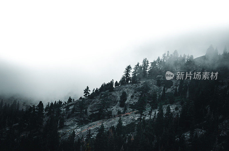山坡上的树木笼罩在神秘的迷雾中。