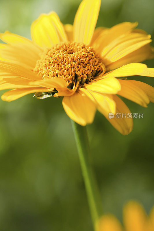 黄菊花