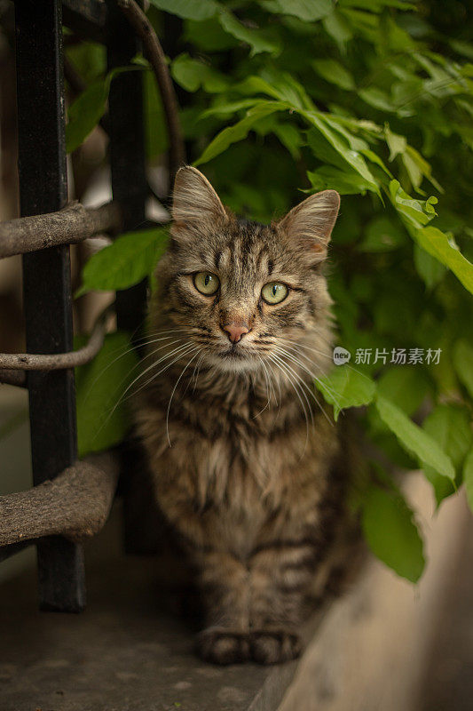 流浪虎斑猫在看镜头。