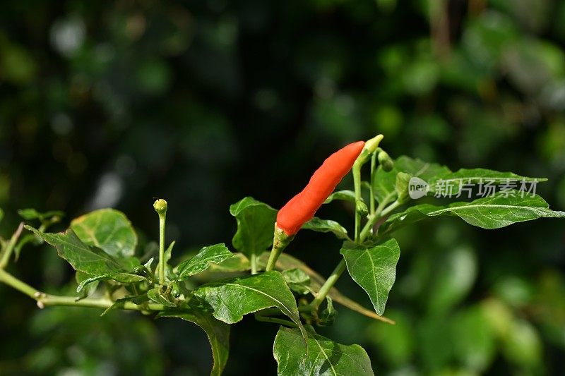辣椒是一种水果和植物，属于辣椒属，其果实朝上生长。水果的颜色是小绿色的时候，它是年轻的，当它成熟时，它是深红色的。由于种子的数量多，这种水果在压榨时摸起来很硬