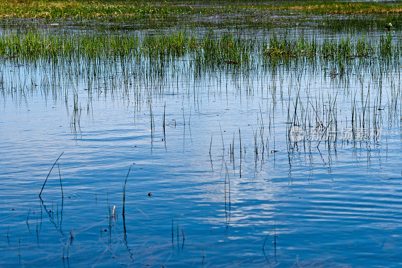 缅因州贝尔法斯特上梅森池塘春草生长的景象。