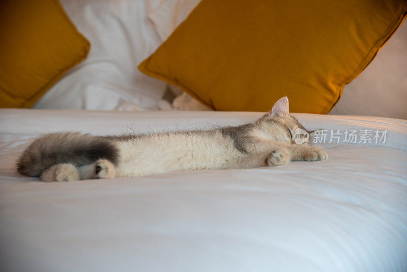 小猫睡在柔软舒适的床垫上。