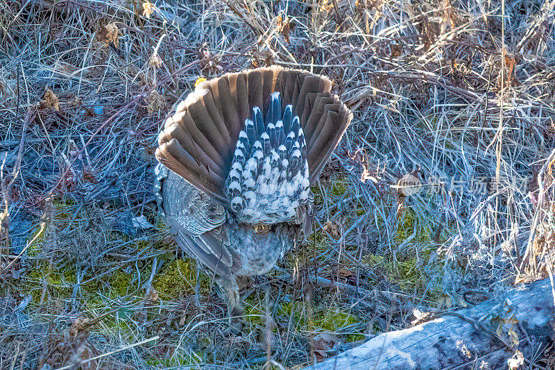 美国西部和北美黄石生态系统交配季节雄性艾草松鸡的尾巴