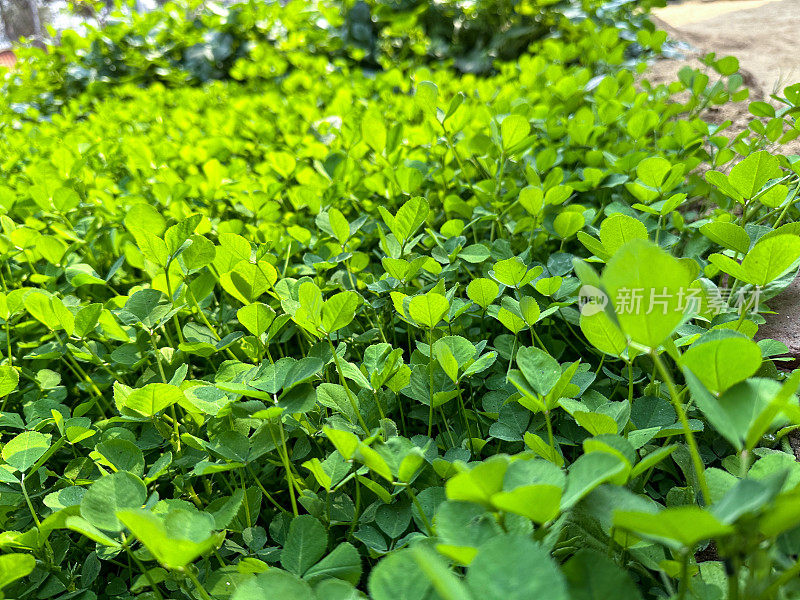 蔬菜园床的特写图像，种植葫芦巴植物，草本地块准备收获，高架视图，重点放在前景，园艺概念