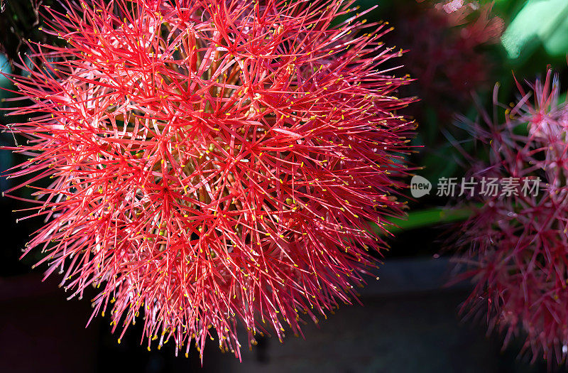 血百合-多花花-，原产于南非