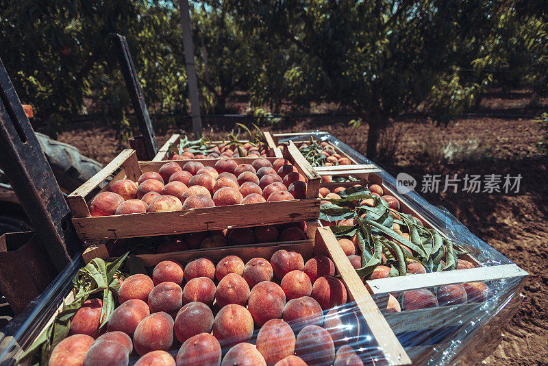 意大利的农业活动:从树上摘桃子
