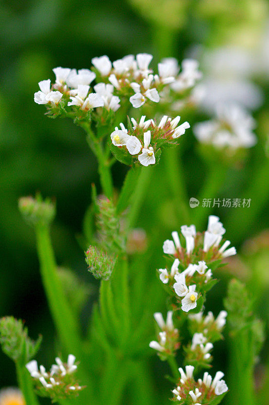 柠檬花:密集的纸状簇，漏斗状花