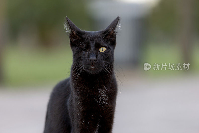 一只独眼黑色流浪猫的肖像。